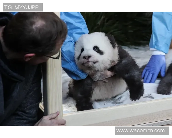 在绿茵场上追寻熊猫的足迹与梦想 在绿茵场上追寻熊猫的足迹与梦想